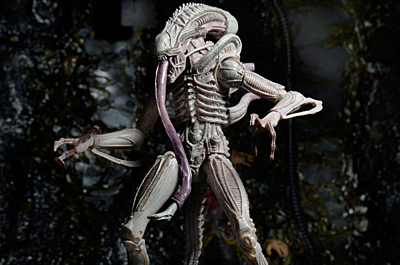 Aliens - Xenomorph - Albino Drone (51614)